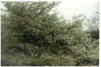 pictures/1998/1998-04-03-begunstigersdag-afvalverbranding